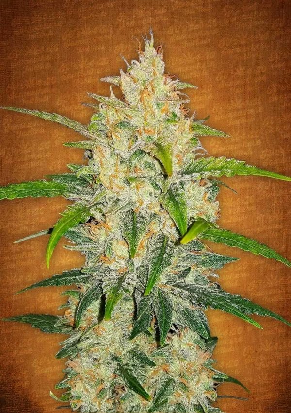 Zkittlez Auto Feminised Cannabis Seeds by FastBuds Seeds
