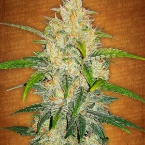 Zkittlez Auto Feminised Cannabis Seeds by FastBuds Seeds