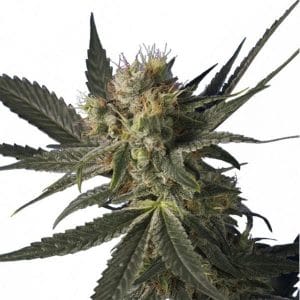 Blue Monster Feminised Bulk cannabis seeds