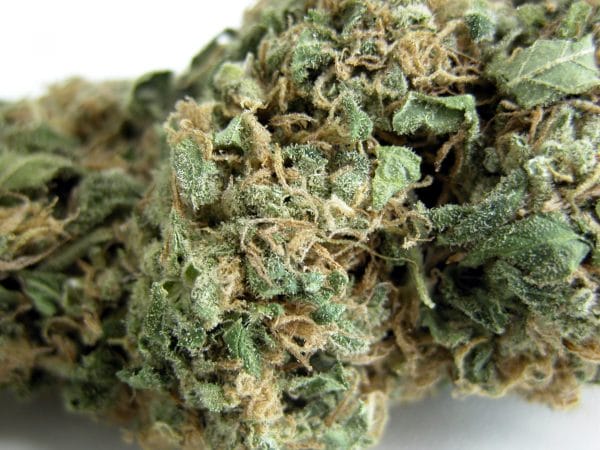 Original Skunk #1 Regular Cannabis Seeds 