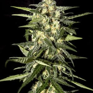 Jack Herer Autoflowering cannabis seeds