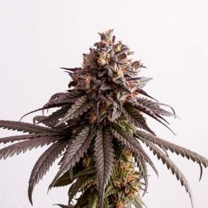 Gelato-K Feminised Cannabis Seeds by Kannabia Seeds