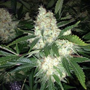 AK27 Express Auto Feminised Cannabis Seeds by Phoenix Seeds