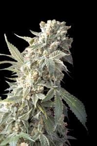 AK47 Feminised Cannabis Seeds by Serious Seeds