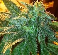 Alien OG Feminised Cannabis Seeds by Cali Connection
