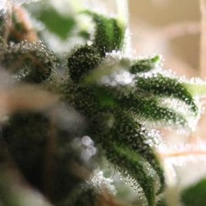 Amnesia Auto Feminised Cannabis Seeds by Seedsman