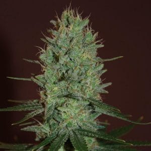 Amnesia Haze Feminised Cannabis Seeds by Expert Seeds