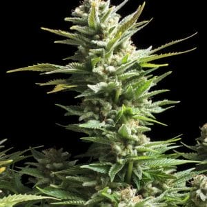 Amnesia Haze Feminised Cannabis Seeds by Royal Queen Seeds