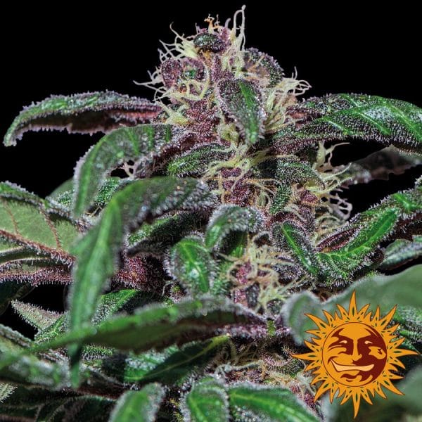 Ayahuasca Purple Feminised Cannabis Seeds by Barney's Farm Seeds