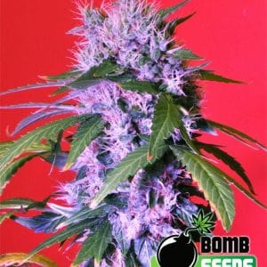 Berry Bomb Auto Feminised Cannabis Seeds by Bomb Seeds
