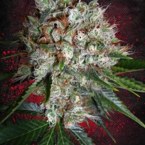 Big Bud XXL Feminised Cannabis Seeds by Ministry of Cannabis