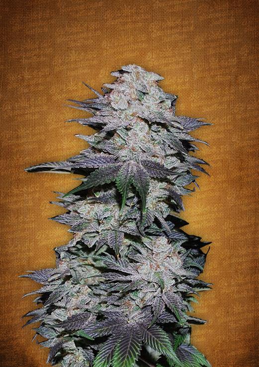 Blackberry Auto Feminised Cannabis Seeds by FastBuds Seeds