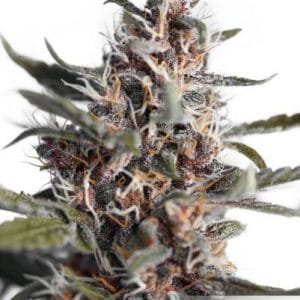 Blackberry Kush Auto Feminised Cannabis Seeds by Dutch Passion