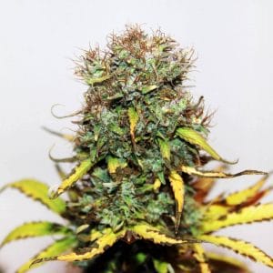 Blueberry Auto Feminised Cannabis Seeds by Seedsman