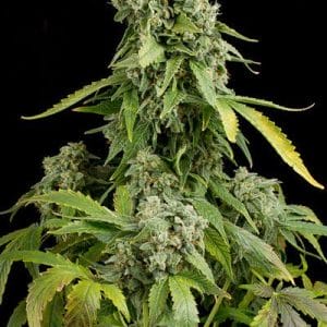 Blue Cheese Auto Feminised Cannabis Seeds by Dinafem Seeds