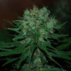 Blue Cheese Auto Feminised Cannabis Seeds by Expert Seeds