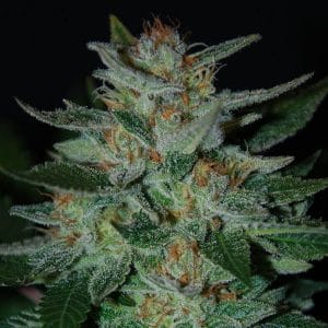 Blue Cheese Feminised Cannabis Seeds by Expert Seeds