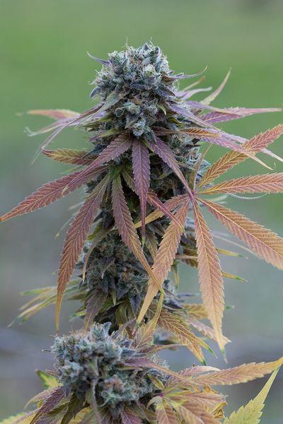 Blue Kush Auto Feminised Cannabis Seeds by Dinafem Seeds