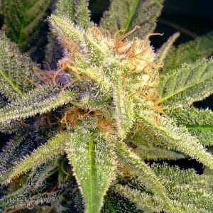 Blue Mystic Feminised Cannabis Seeds by Nirvana Seeds
