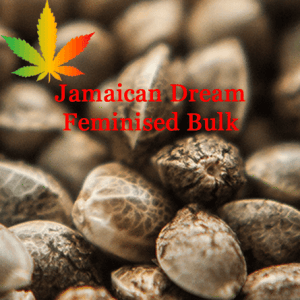 Jamaican Dream Feminised Bulk Cannabis Seeds