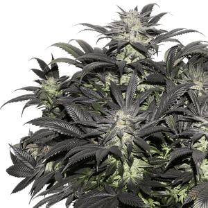 Lava Freeze Feminised Cannabis Seeds by Super Sativa Seed Club