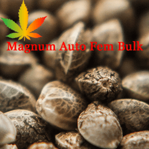 Magnum Auto Feminised Bulk Cannabis Seeds