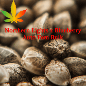 Northern Lights x Blueberry Auto Feminised Seeds - Bulk x 100