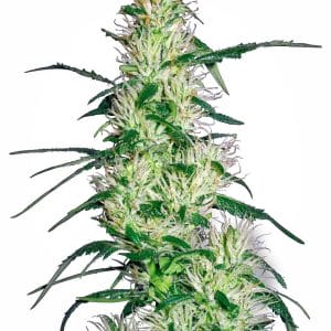 Purple Haze Autoflowering cannabis seeds