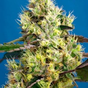 Sweet Gelato Auto Feminised Cannabis Seeds by Sweet Seeds