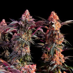 Blackberry Frosting Regular Cannabis Seeds by Subcool Seeds/TGA Genetics