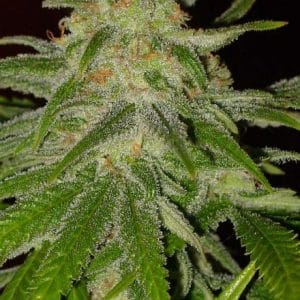 Cinderella 99 Feminised cannabis Seeds by BC Bud Depot