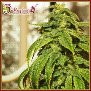 D'oh Si D'ohpe Feminised Cannabis Seeds by Dr Krippling Seeds
