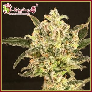 Dolly Kush Feminised Cannabis Seeds by Dr Krippling Seeds