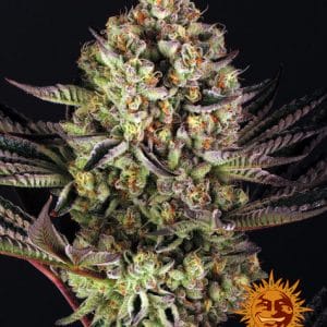 Dos-Si-Dos 33 Cannabis seeds by Barney's farm