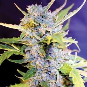 Fro-Yo Auto Feminised Cannabis Seeds by G13 Labs