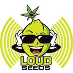 Loud Seeds Cannabis Seed bank