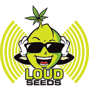 Loud Seeds Cannabis Seed bank