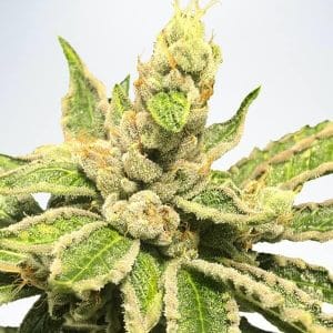 Mamacita's Cookies Feminised Cannabis Seeds by Ministry of Cannabis