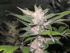 Purple Chem Regular cannabis Seeds by Cali Connection
