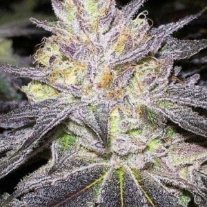 The Cake Feminised cannabis seeds by BC Bud Depot
