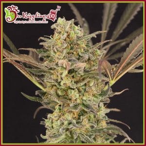 Wedding Flowers cannabis seeds by Dr Krippling