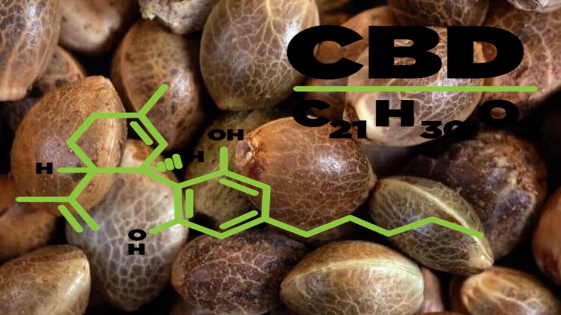 All You Need to Know About CBD Seeds and Growing Them