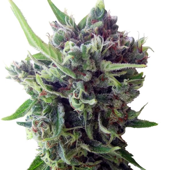 Zamaldelica Auto Feminised Cannabis Seeds by Ace Seeds
