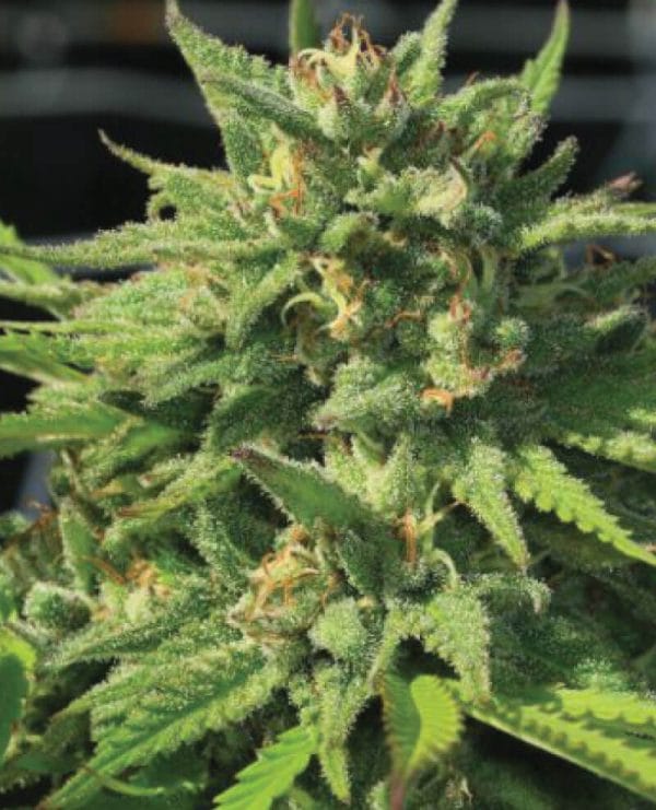 Bigfoot Glue Feminised Cannabis Seeds by Humboldt Seed Co.