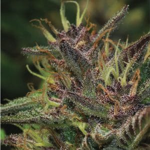 Blueberry Muffin Feminised Cannabis Seeds by Humboldt Seed Co.