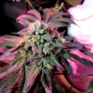 Cherry Pie Feminised Seeds by Female Seeds