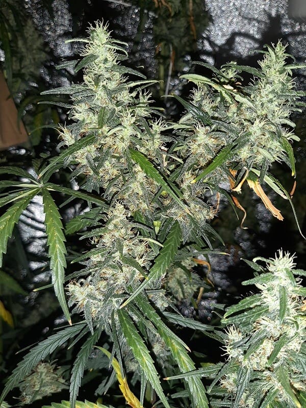 Ethiopia x Malawi Regular Seeds by Ace Seeds