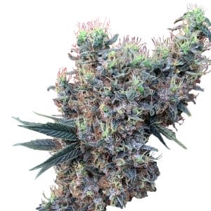 Golden Tiger x Panama Feminised Seeds (Limited Edition)