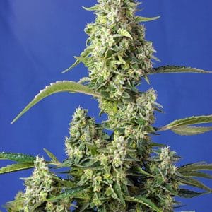 Gorilla Girl XL Auto Feminised Cannabis Seeds by Sweet Seeds