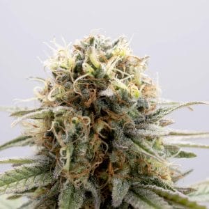 GSC Feminised Seeds by Kannabia